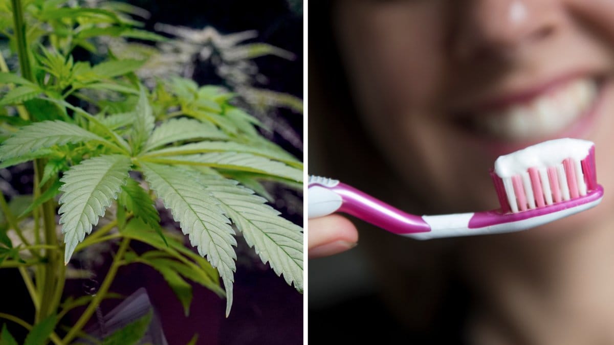 Nu hoppas den thailändska regeringen att en nyligen lättad cannabis-lag ska bli räddningen och förhoppningsvis locka turister tillbaka till landet.