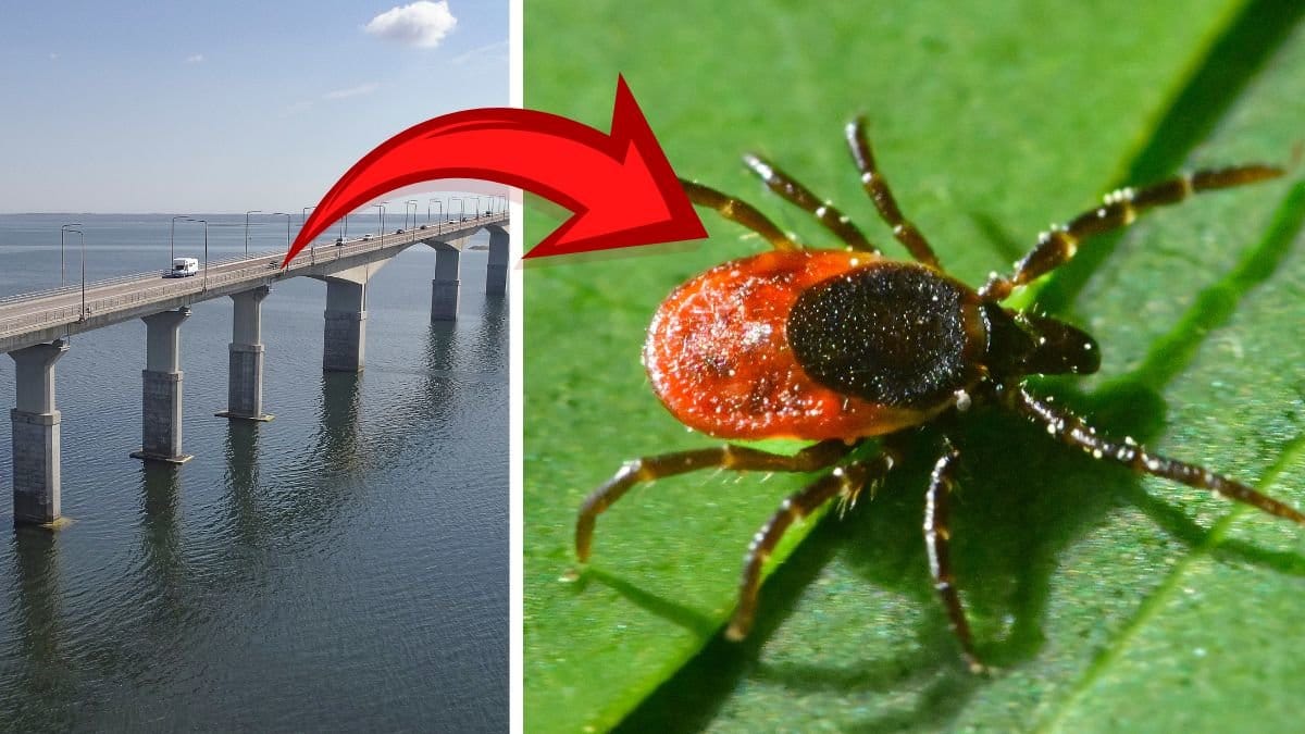 Ölandsbron vänster, Fästing höger.