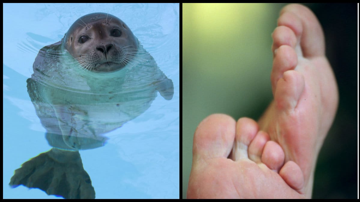 Framlabben på en säl kan vara ganska lik en människofot