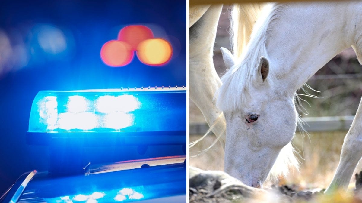 Blåljus vänster. Häst höger.