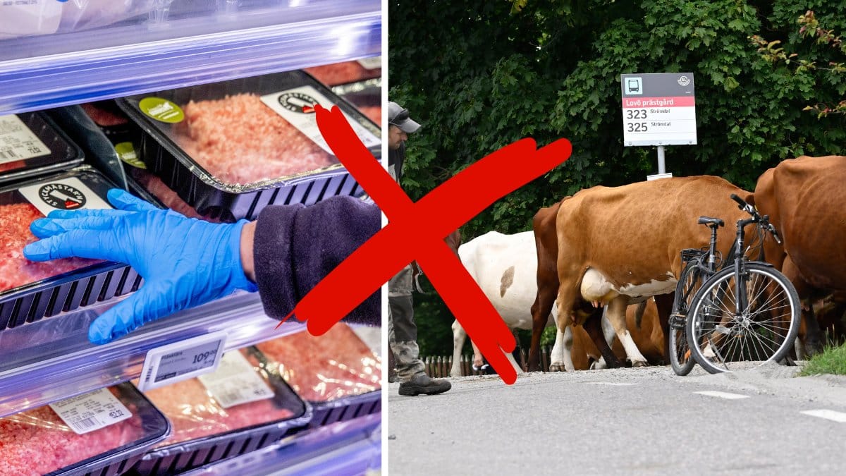 Kött och Kor som går 