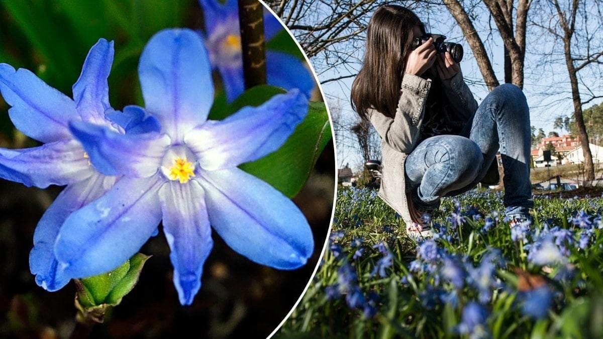 Bilder på Scilla, en blå blomma.