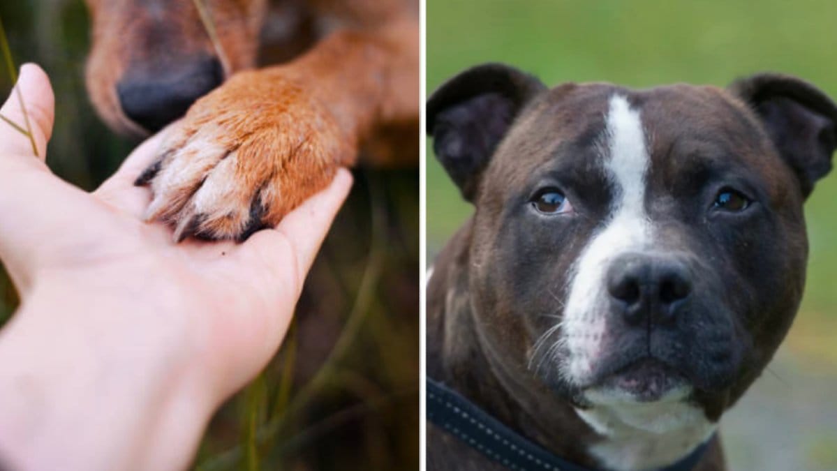 Hundexperten vill att vi hellre fokuserar på hur dessa hundar haft det.