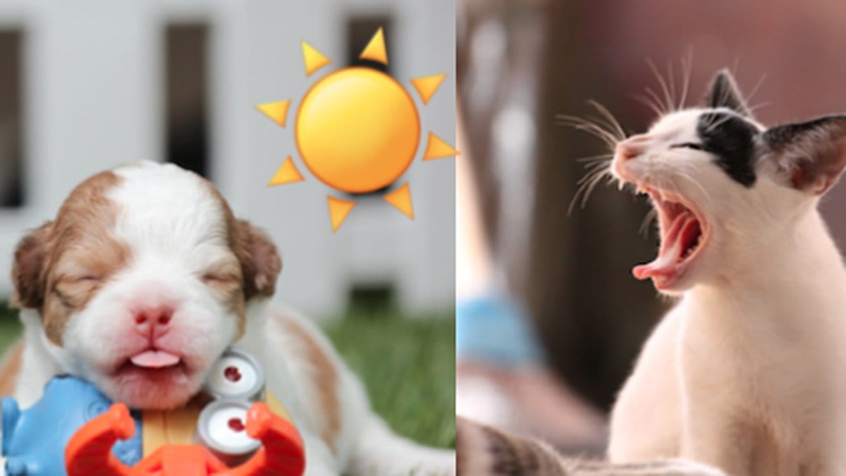 Tips-for-att-fa-dina-husdjur-att-ma-bra-i-varmen