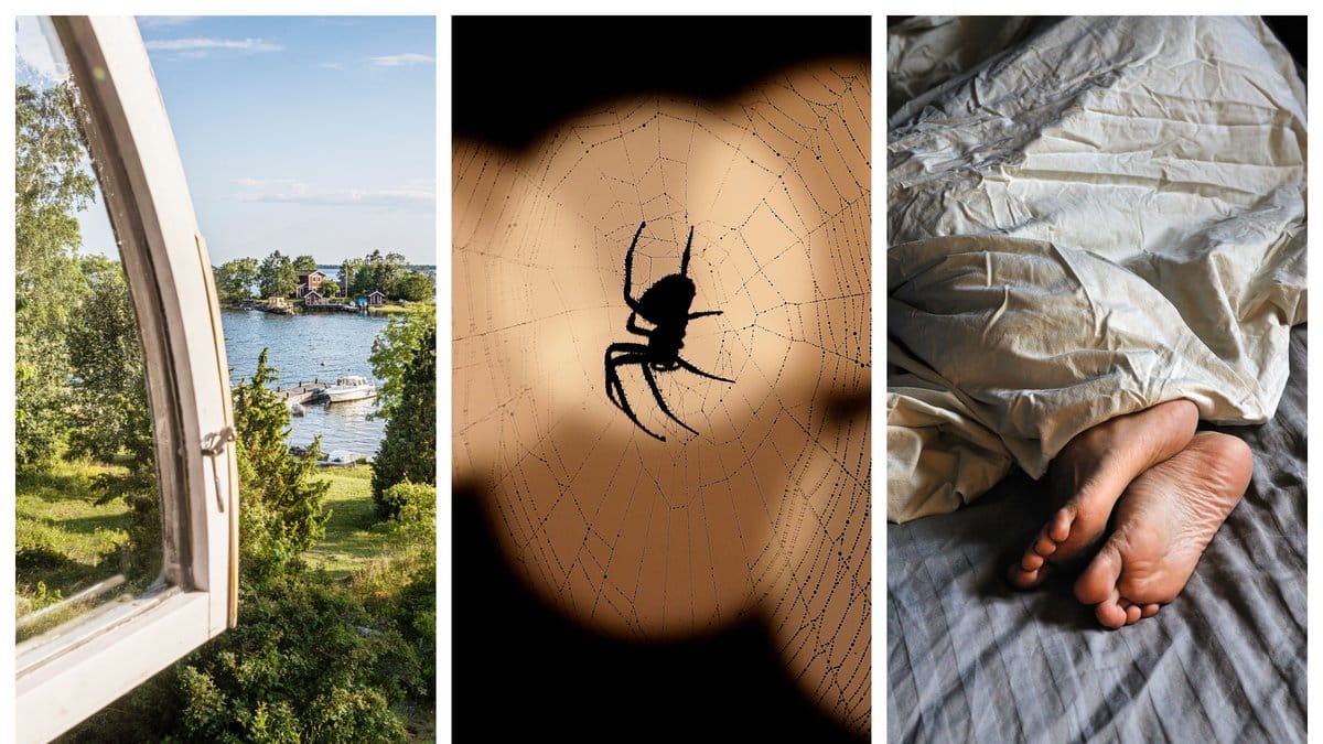 Sova med öppet fönster, men slippa insekter? Här är knepet!