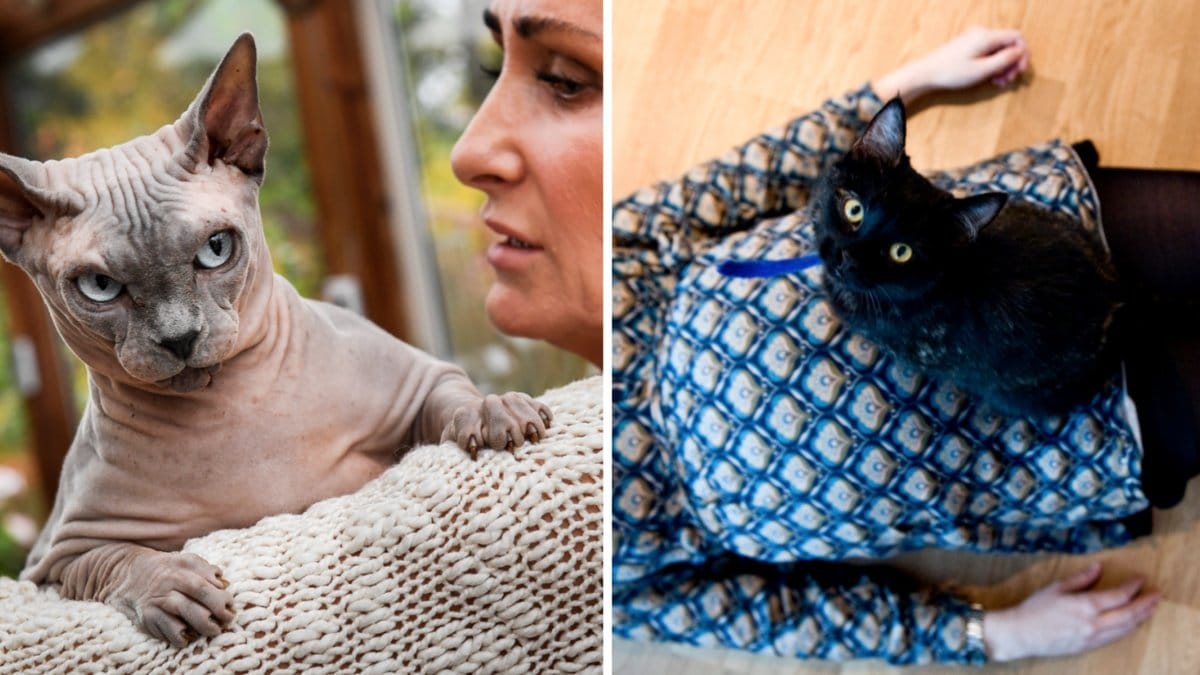 Kattparasiten som flera svenskar bär på kan ge svår sjukdom.