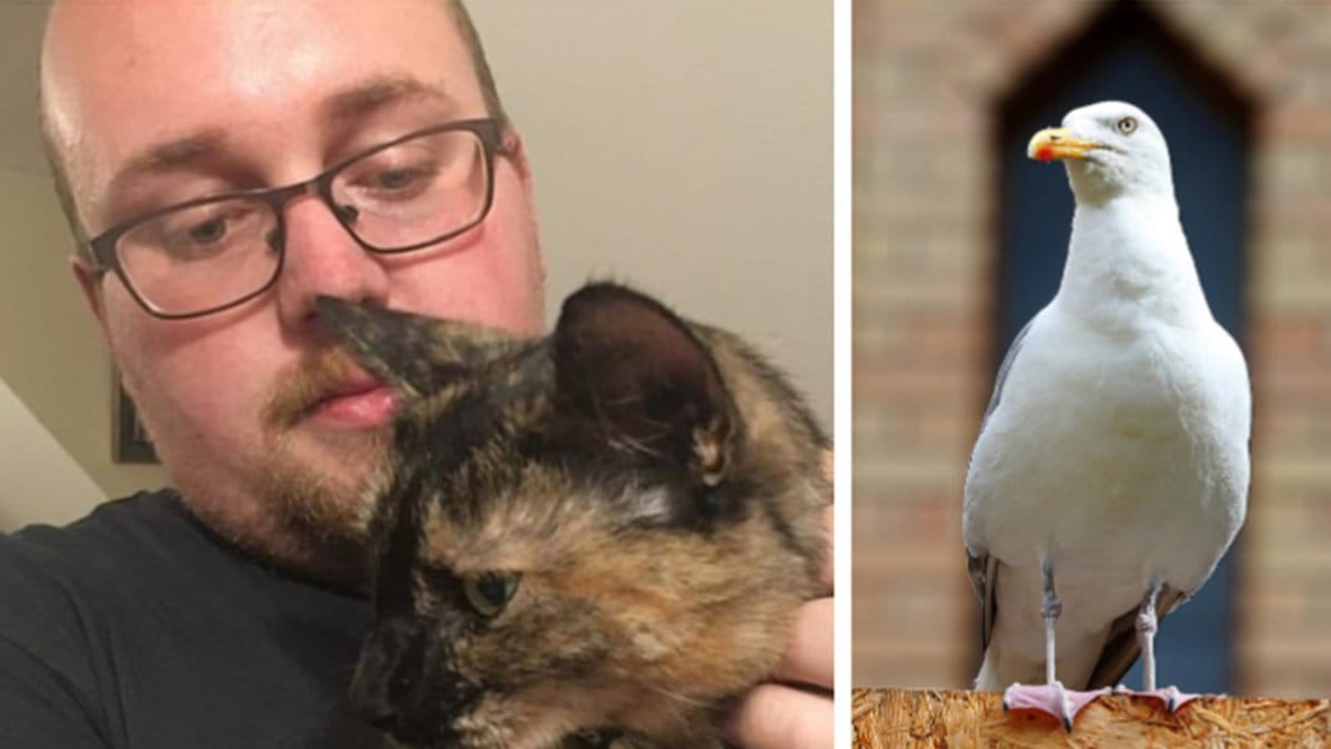 Fiskmås och katt 