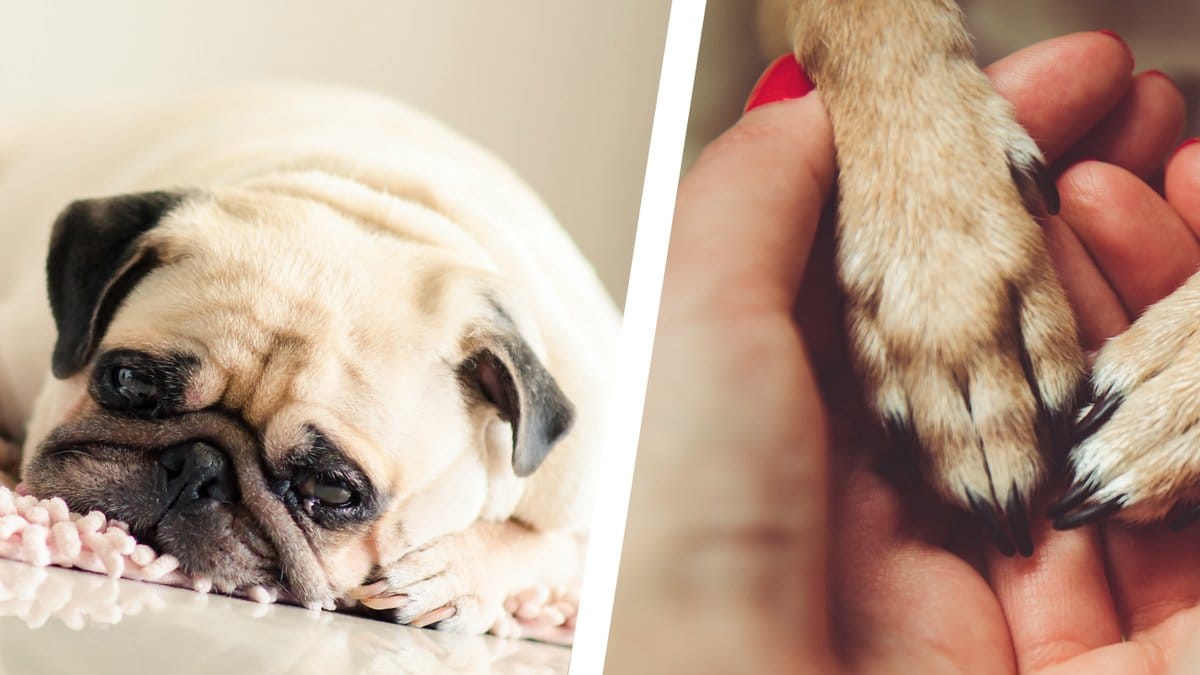 Sa-upptacker-du-cancer-hos-din-hund