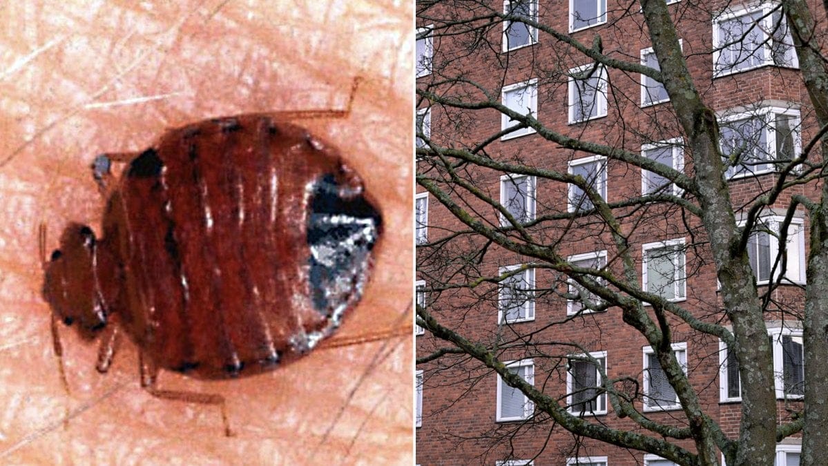 Vägglus. Genrebilder.