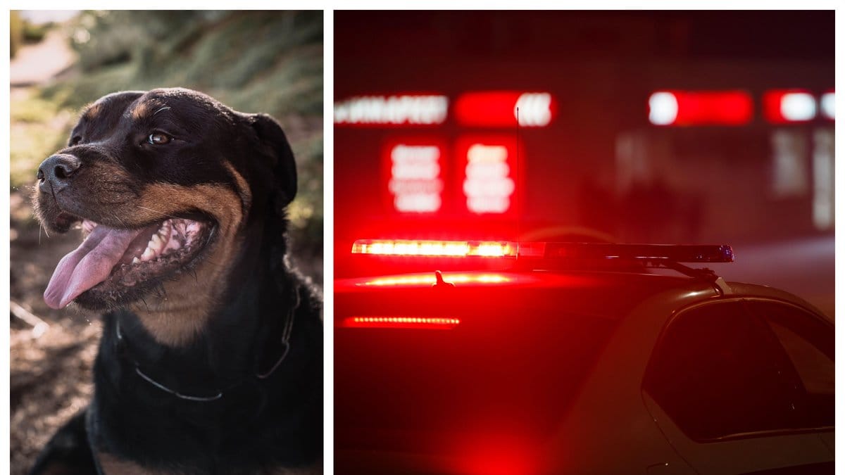 En tio månader gammal bebis har avlidit efter att ha blivit attackerad av två rottweilers.