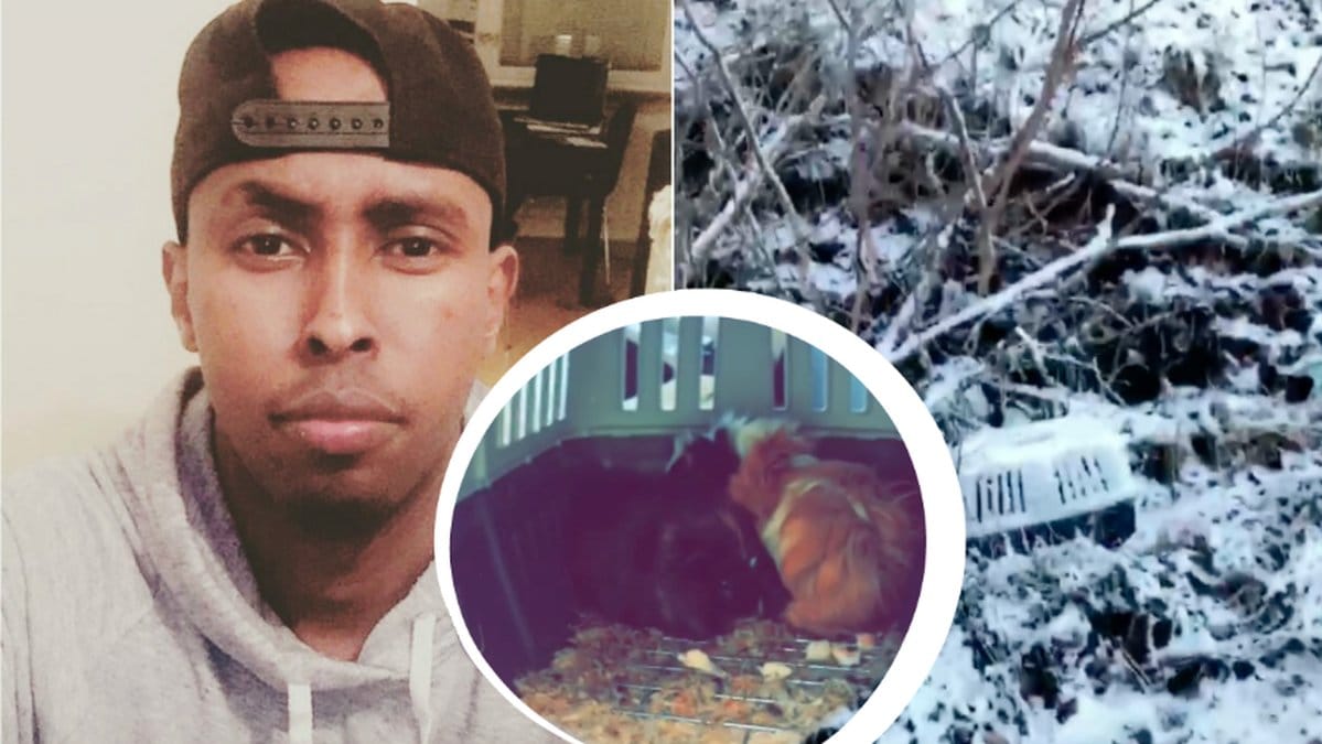 Hoodi hittade en transportbur med marsvin i ute i snön