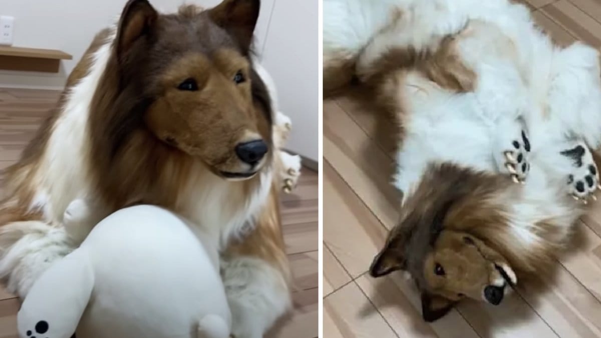 I Japan blev en man hund