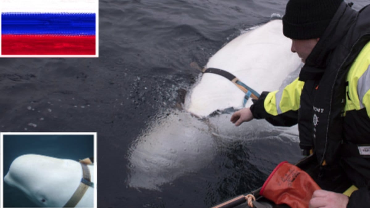 val-i-norskt-vatten-misstanks-vara-nosk-spion