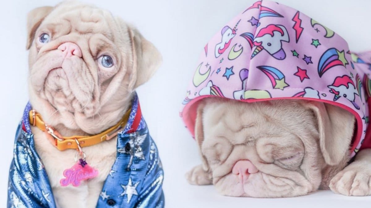 Milkshake är en av 100 rosa mopsar – i hela världen.