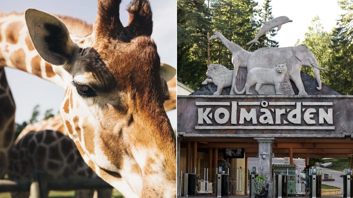Det blir dyrare att besöka Kolmården under högsäsong.