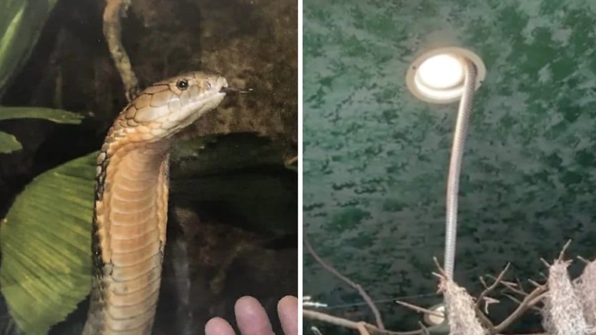 Nu är Sir Väs på rymmen igen.