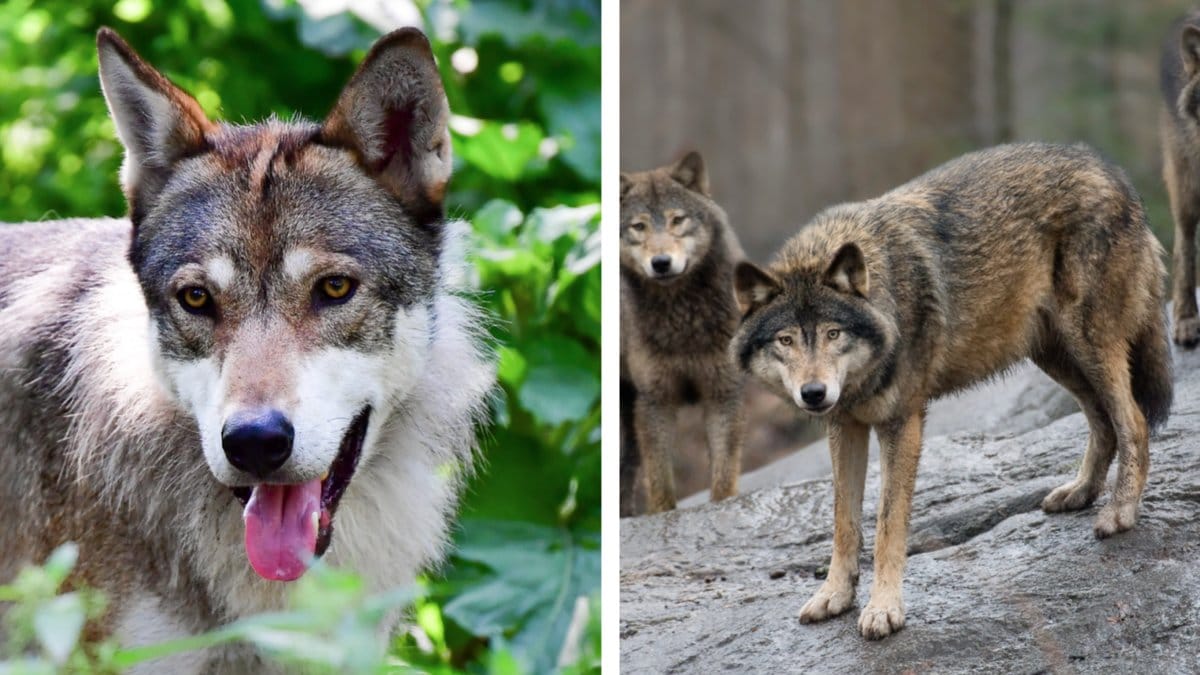 Alla Skansens vargar har avlivats.