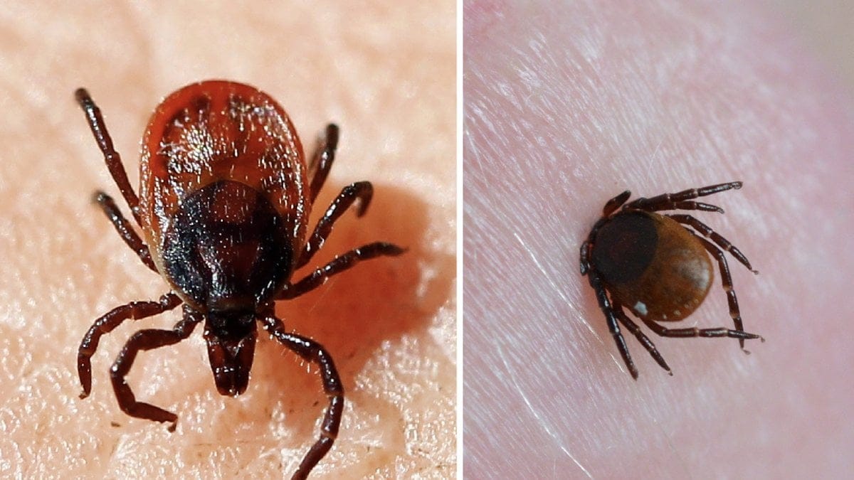 Fästingar är spridare av sjukdomarna borrelia och TBE. Arkivbild.