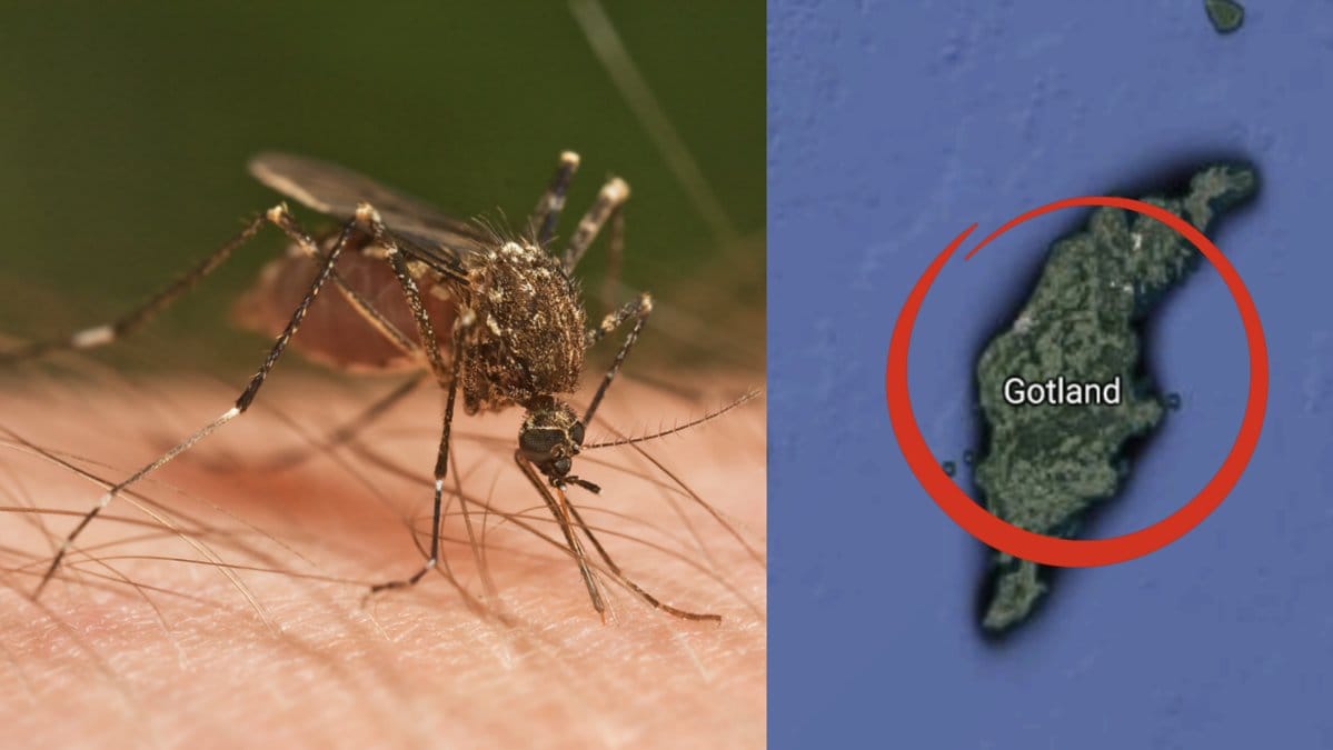 Ny-aggressiv-mygga-har-etablerat-sig-i-Sverige
