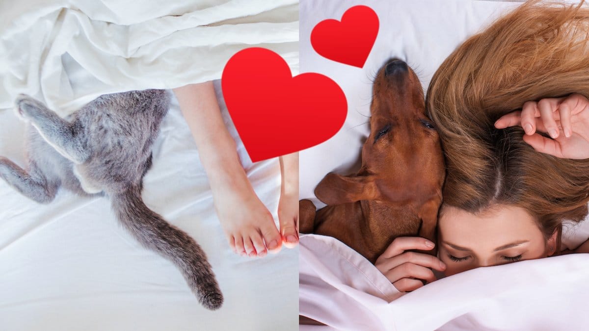 Sa-sover-din-hund-och-katt-om-de-alskar-dig