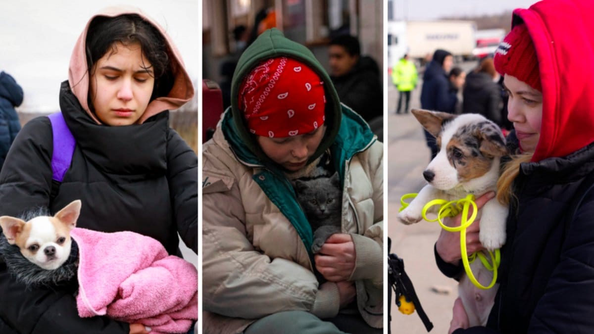 Människor flyr från Ukraina med sina husdjur