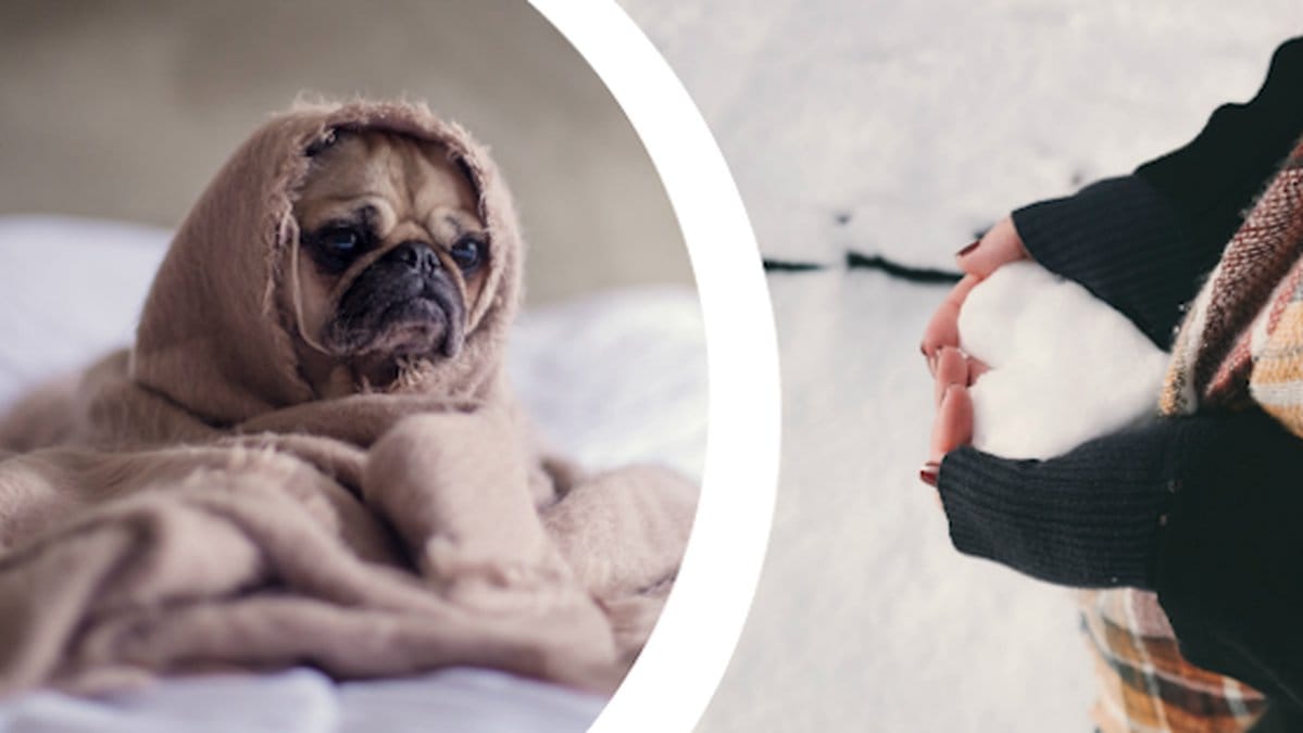 Hund under filt, händer som håller i snö