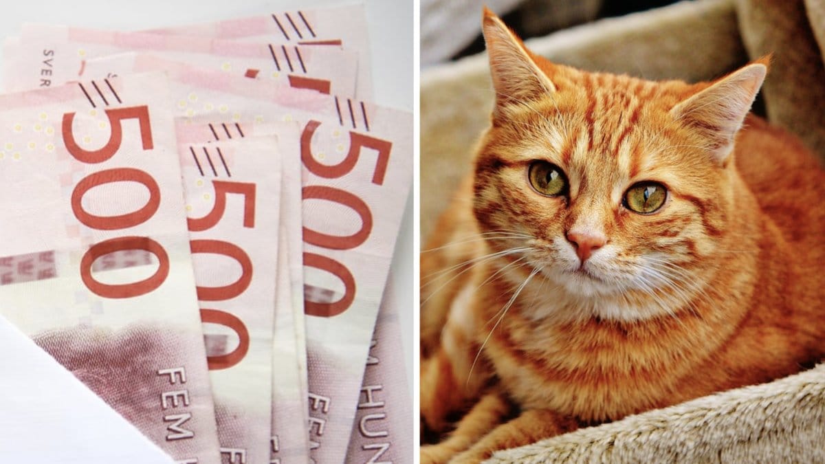 Försäkra ditt husdjur med gott samvete! Det är viktigt att du är påläst innan du tecknar din nya försäkring.