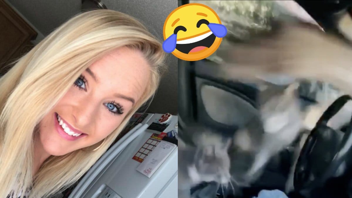 Se när katterna lever rövare!