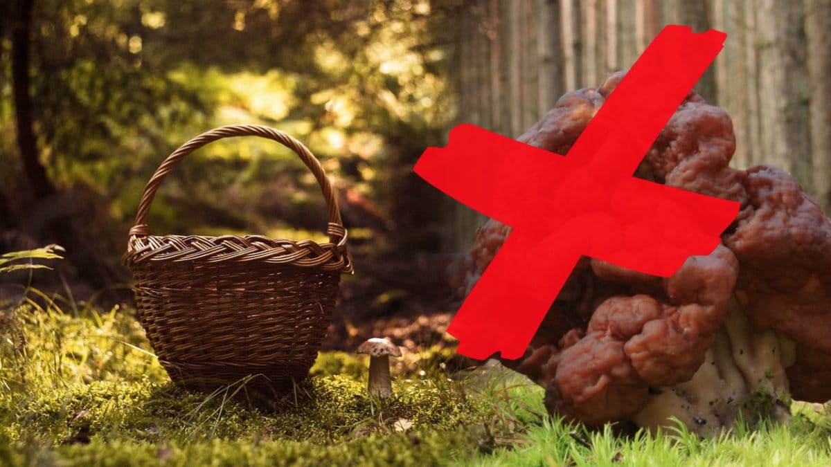 Håll koll på vilka svampar du kan äta och inte.