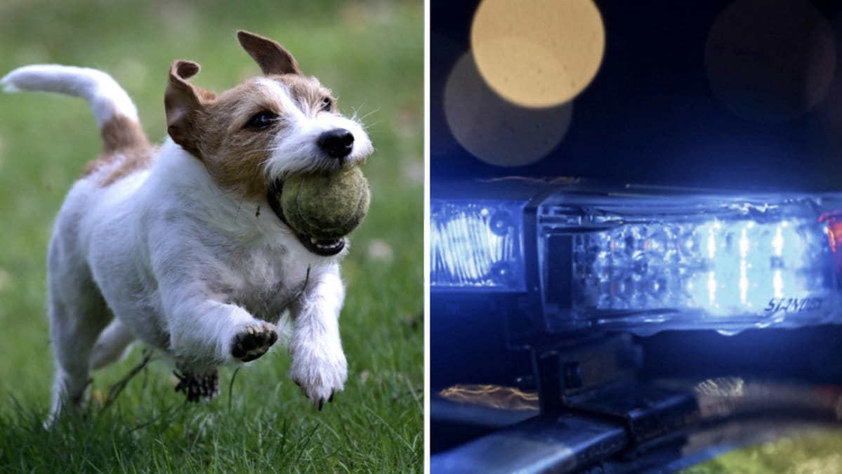 En man åtalas för djurplågeri sedan han knivdödat en hund. (Genrebilder).