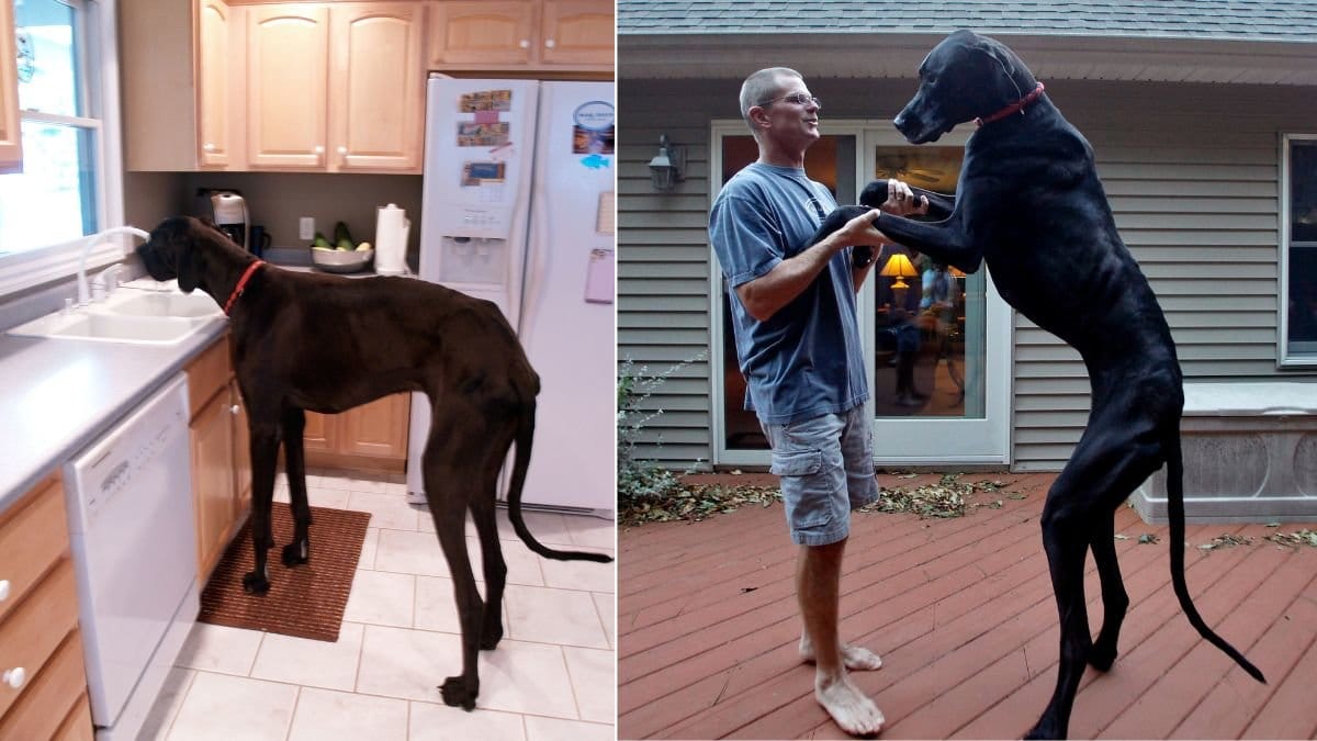 Världens största hund – hur stor är den egentligen?