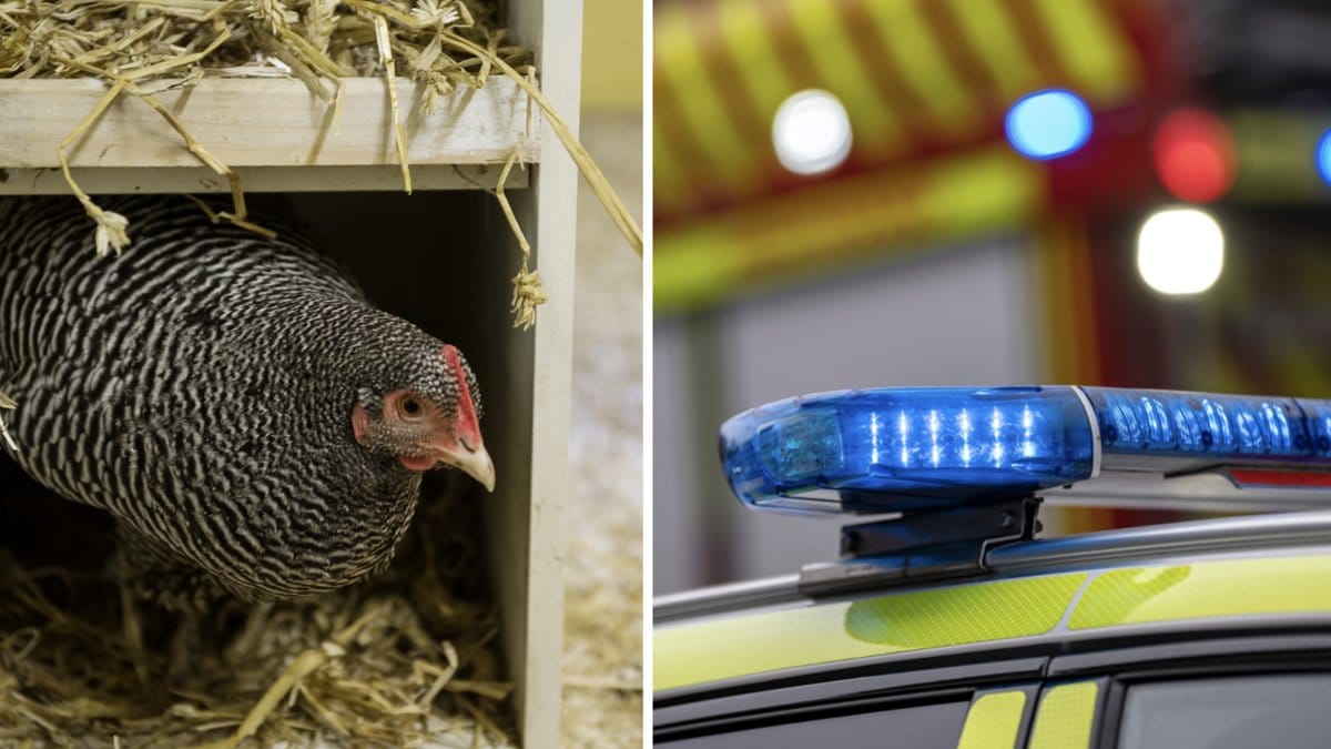 Brand härjar i maskinhall – höns kan vara i fara