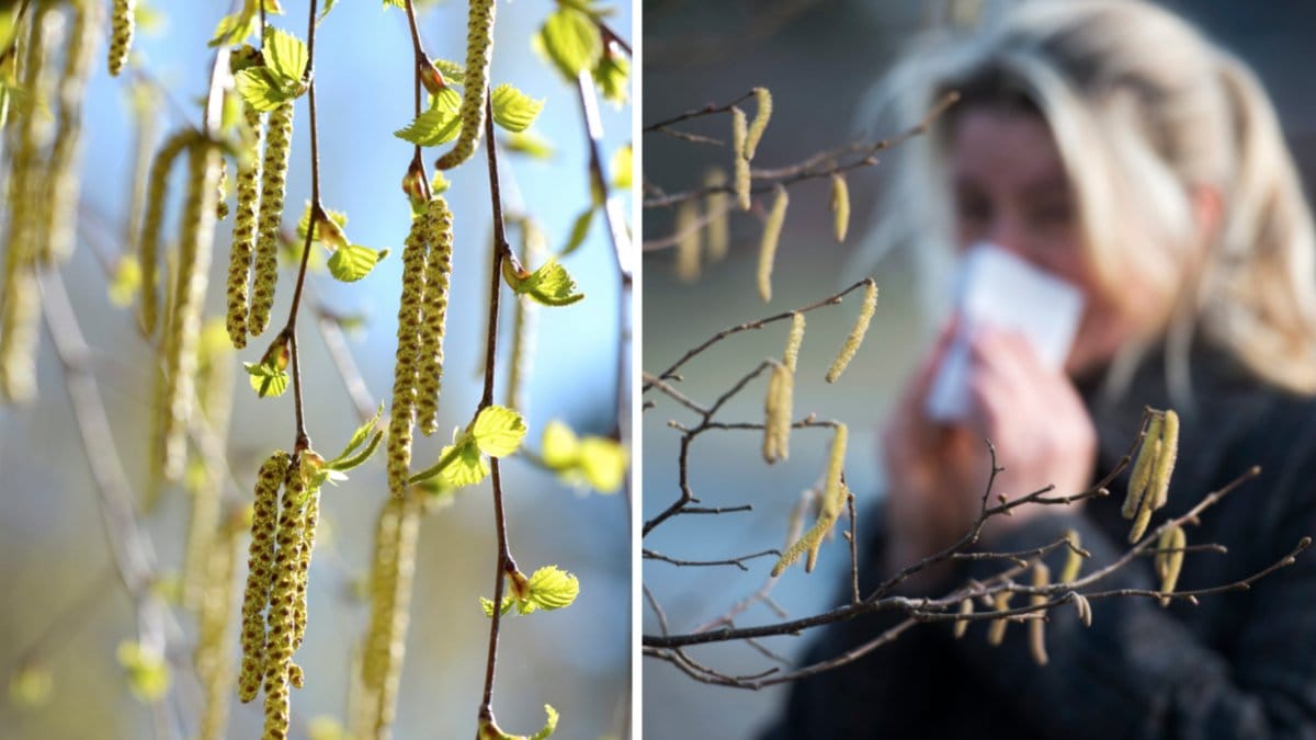 Då drar pollensäsongen igång i landet.
