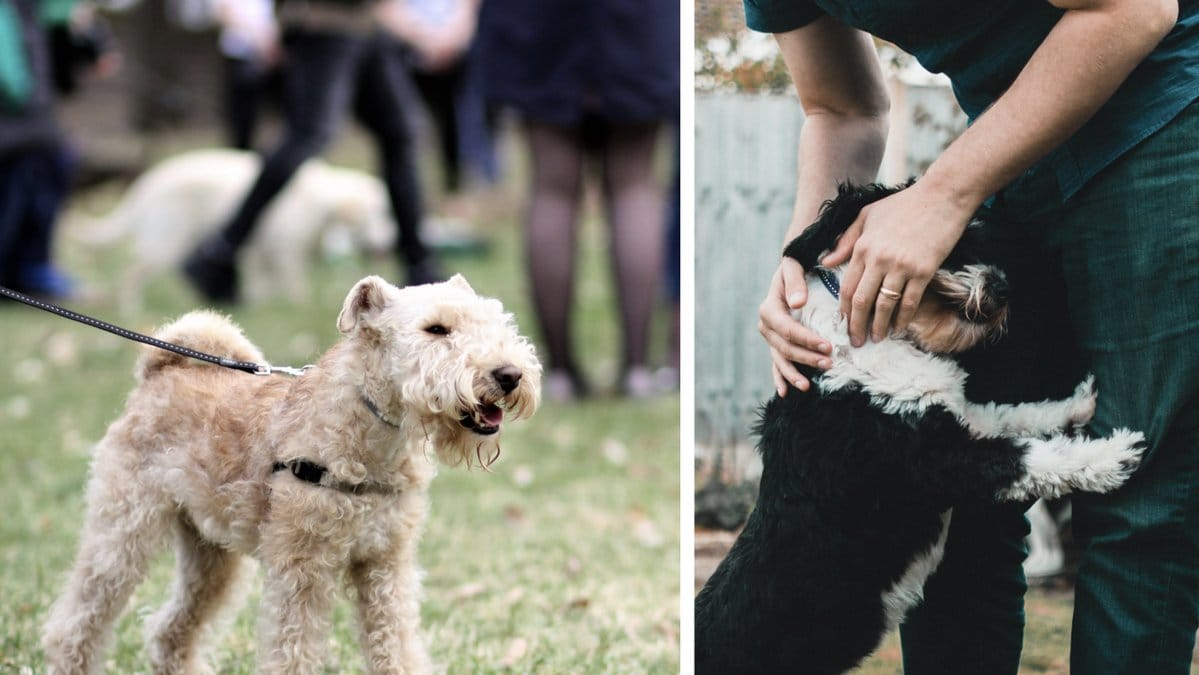Misstänkt gift i form utav ett frätande ämne hittades tidigare i veckan av en ägare på en hundrastgård.