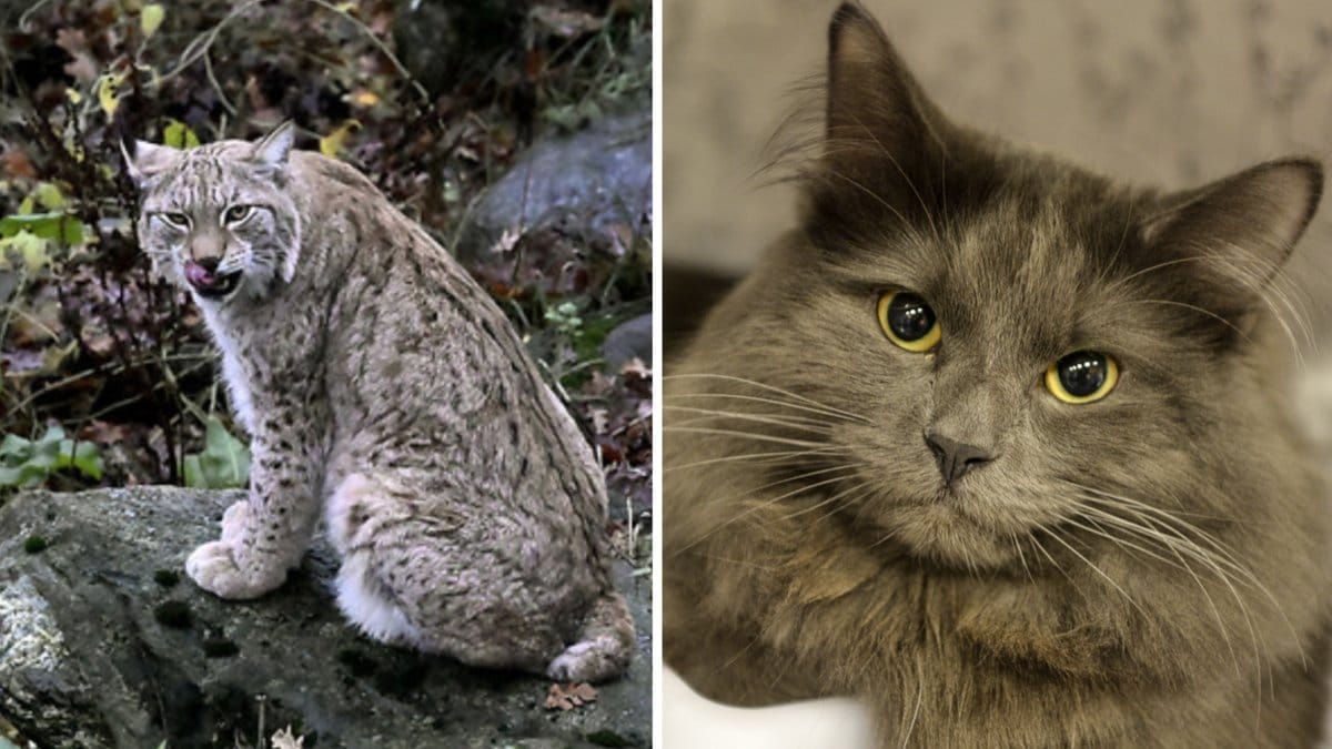 En katt hittades under helgen inne i lodjurens hägn på Skansen i Stockholm.