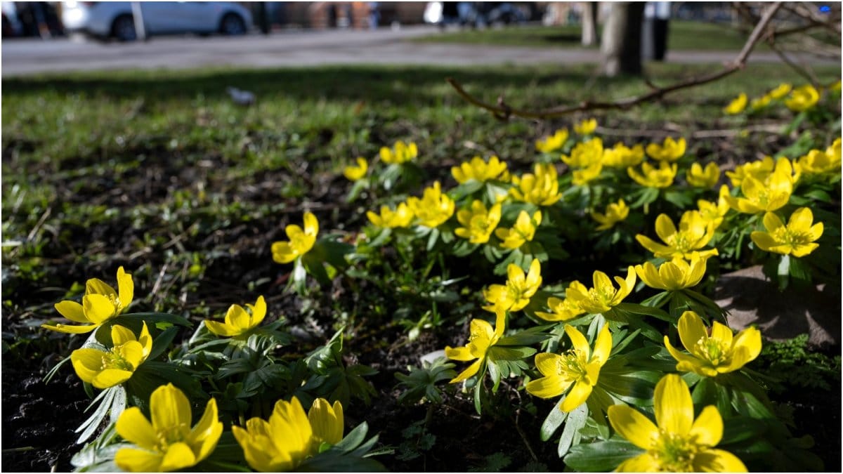  Blommande vintergäck i den värmande vårsolens strålar vid Östra Vallgatan utmed Kanalen i centrala Malmö.
