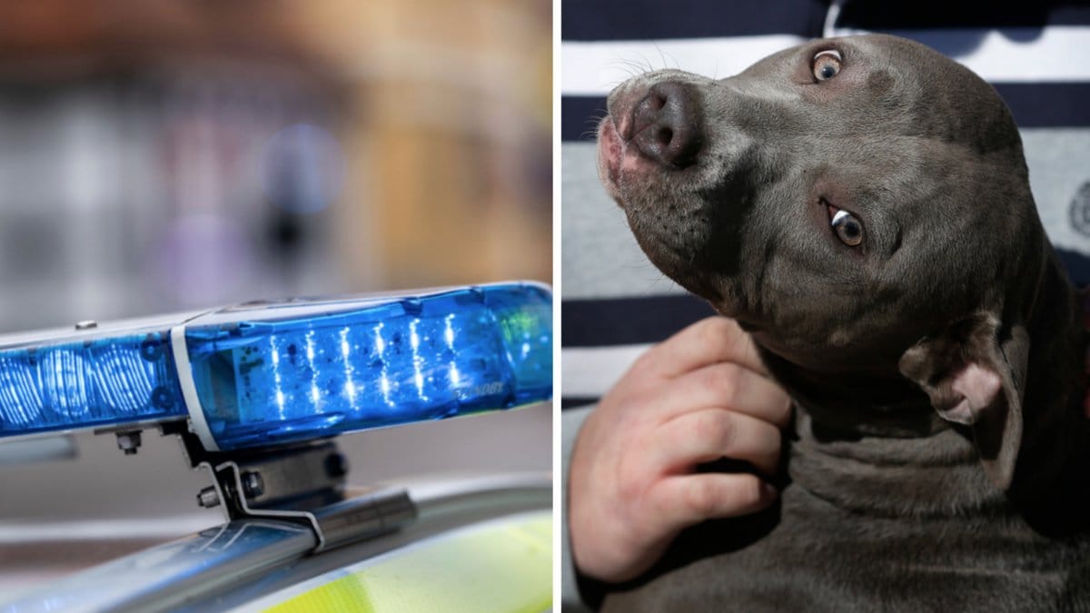 En kvinna i Sydafrika har gripits efter att hon misstänks ha lagt ut grovt rasistiska uttalanden på meddelandetjänsten Whatsapp.