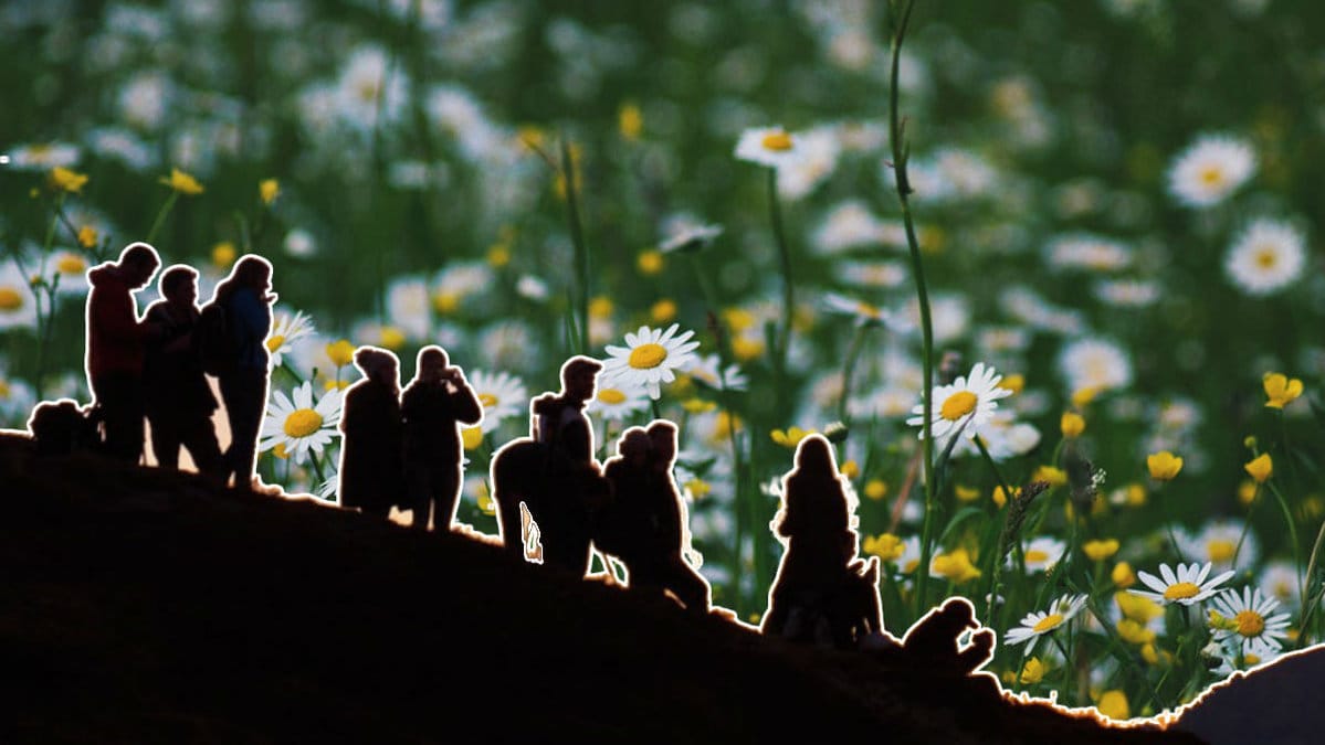 Här är midsommar-quizet som alla måste köra på midsommar