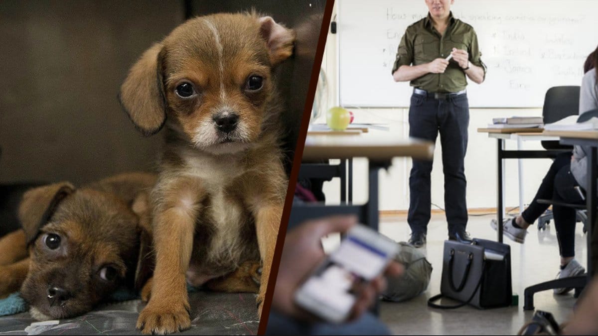 En lärare i Idaho misstänks för djurplågeri efter att matat hund.