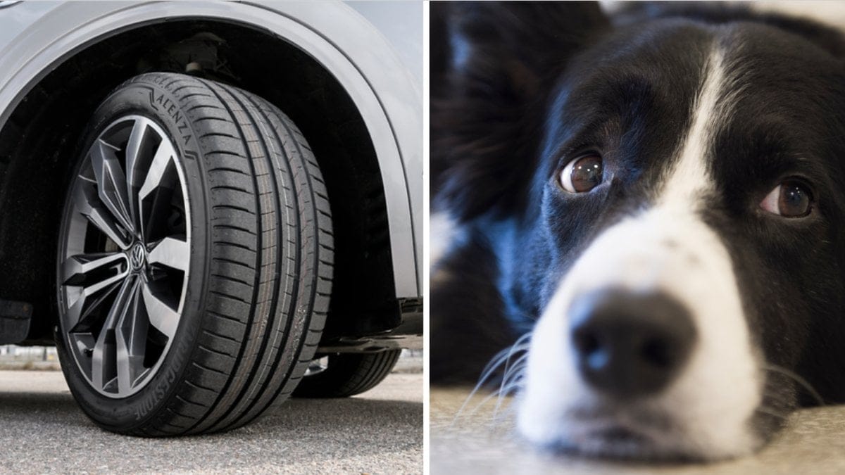 En tonårsflicka som var ute och rastade flera hundar blev på torsdagen påkörd.