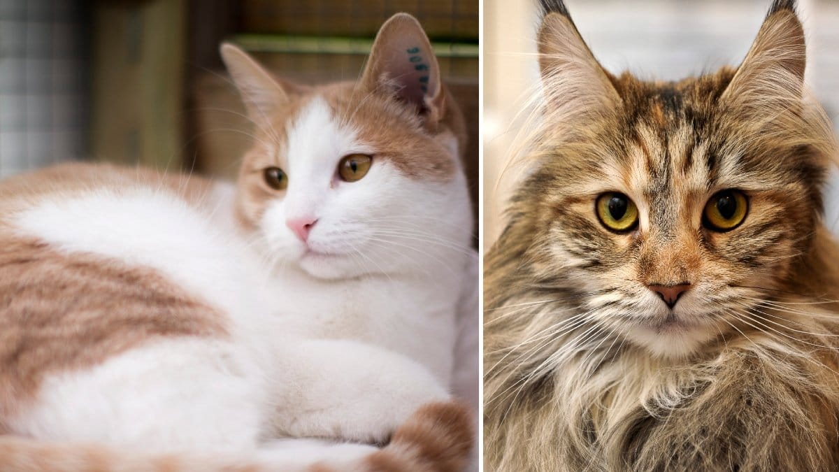 Bilder på två katter.