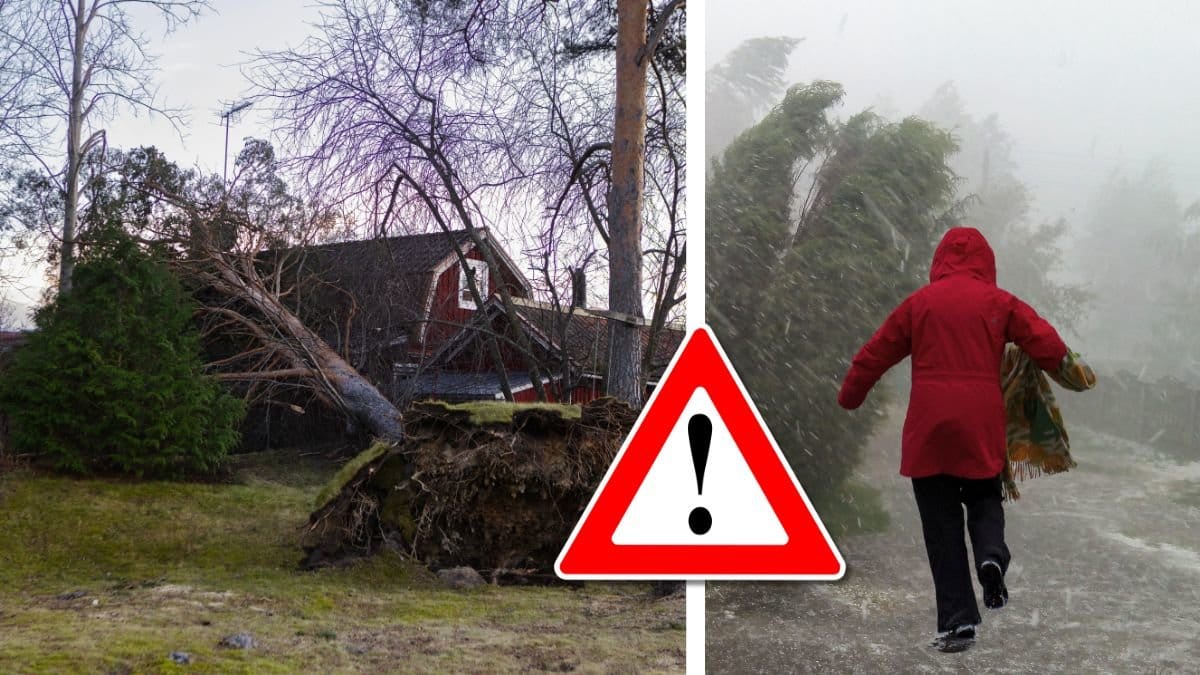 Hus med nedfallit träd.