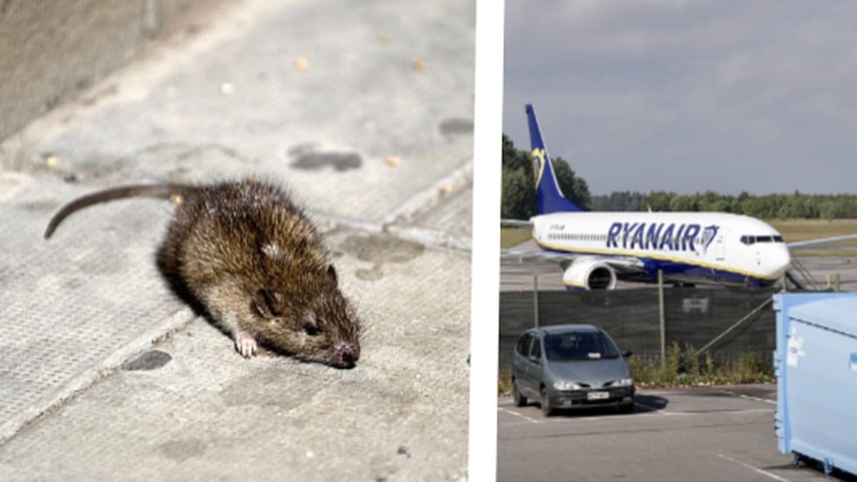 Råttor och råttbajs