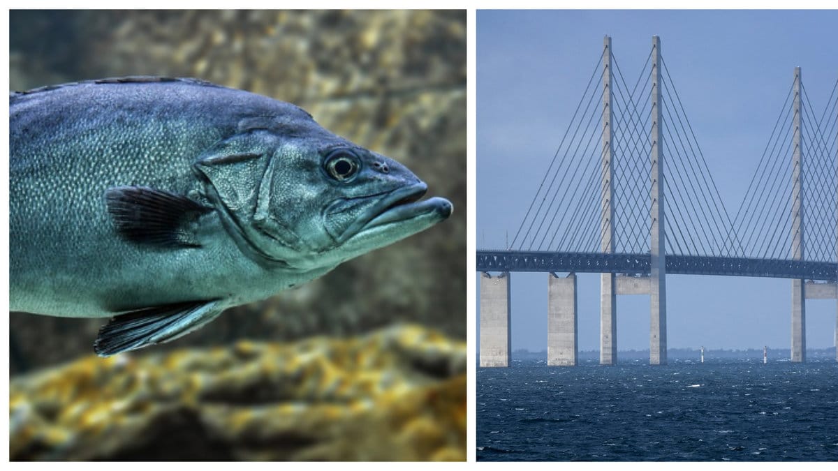 Ett alltmer välmående Öresund lockar tillbaka djurarterna. 
