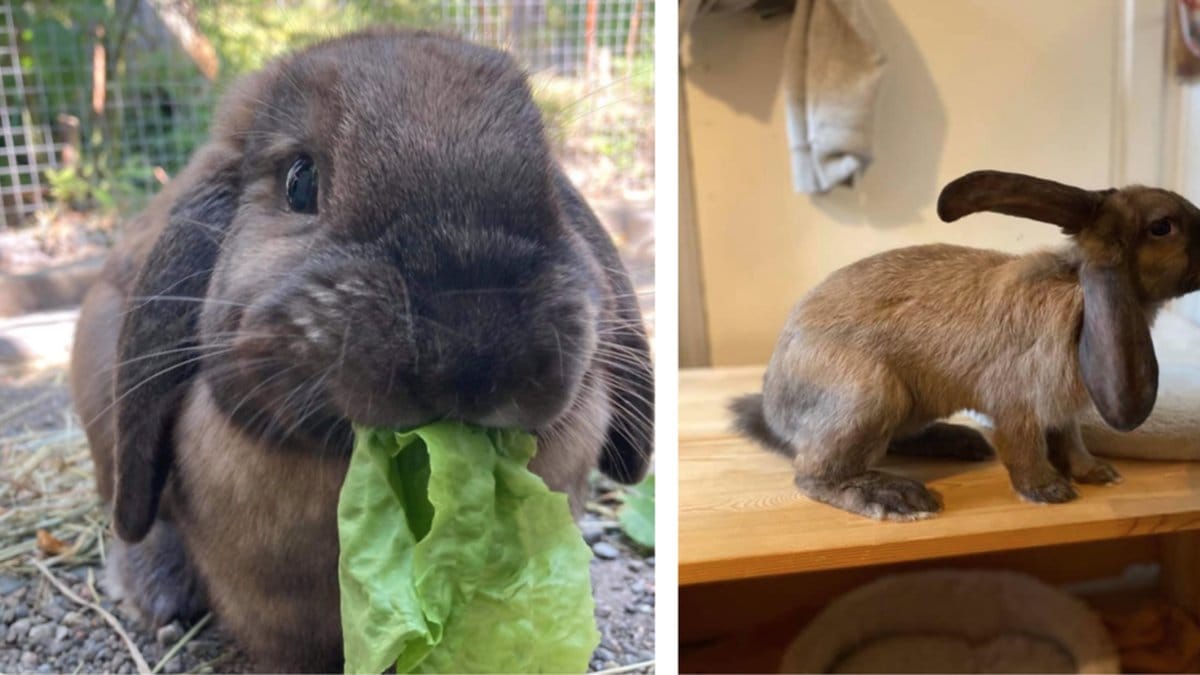 Två kaniner som omhändertagits och nu söker nytt hem.