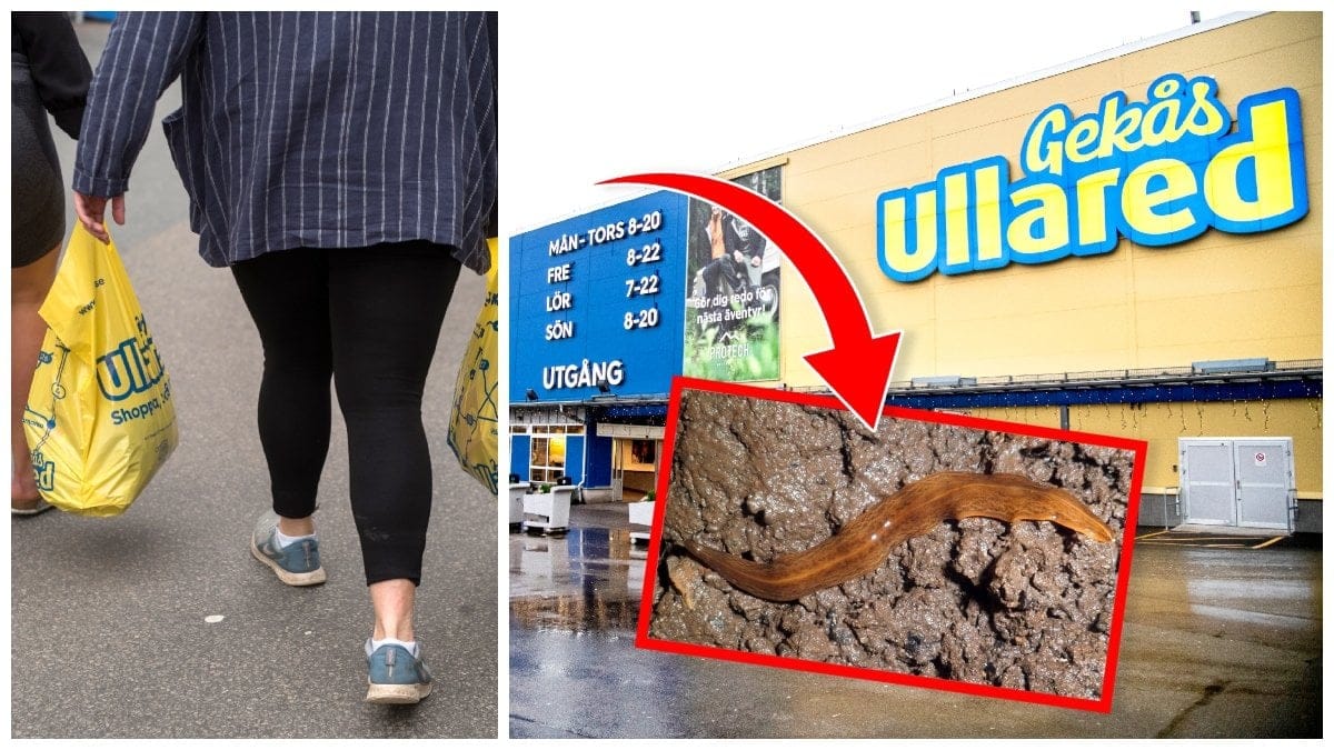 En invasiv lövplattmask har hittats i en produkt inhandlad på Gekås Ullared.