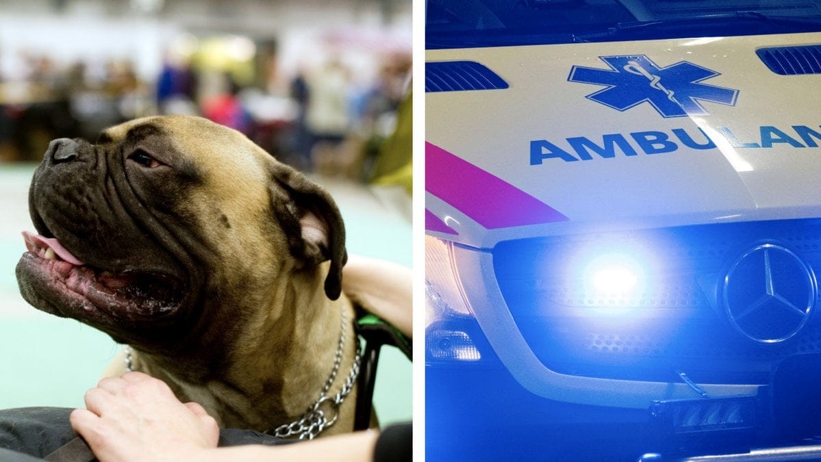 Bilderna är genrebilder och har inget med texten att göra.