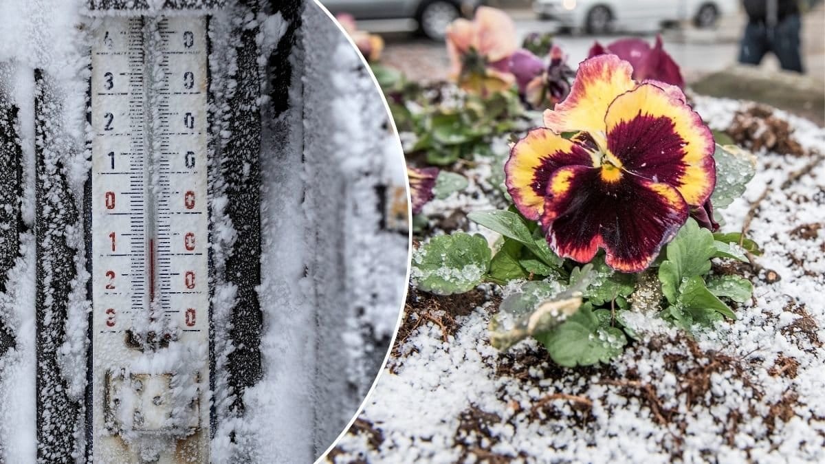 Bilder på blommor och snö och en termometer.