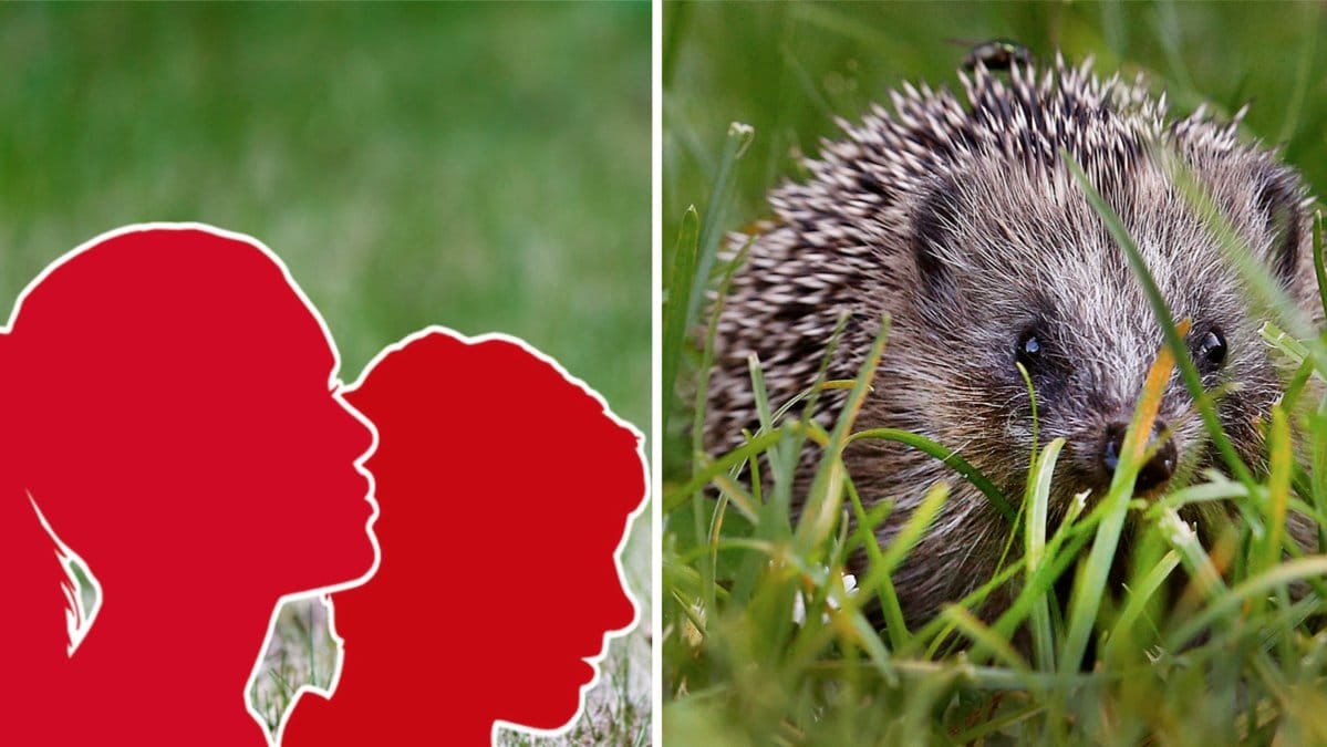 Igelkottar och andra smådjur som far illa av djurplågeri är ett problem som blivit än mer omfattande i år
