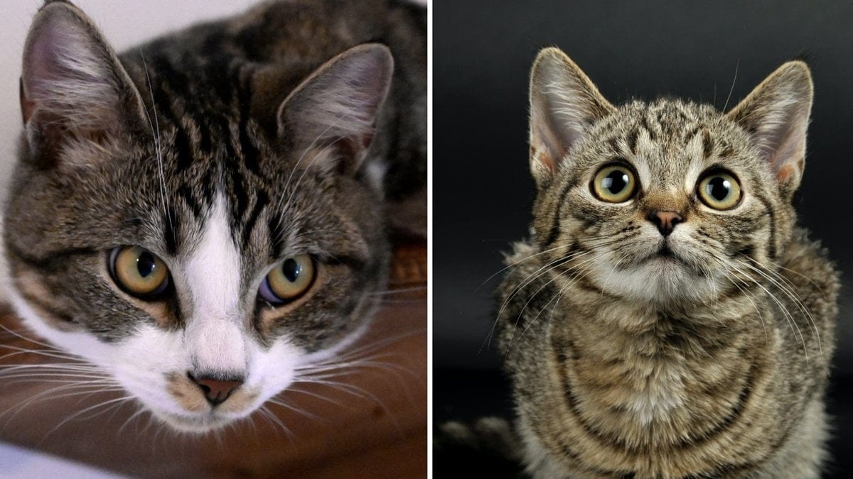 Katter kan, precis som människor, drabbas av ångest. 